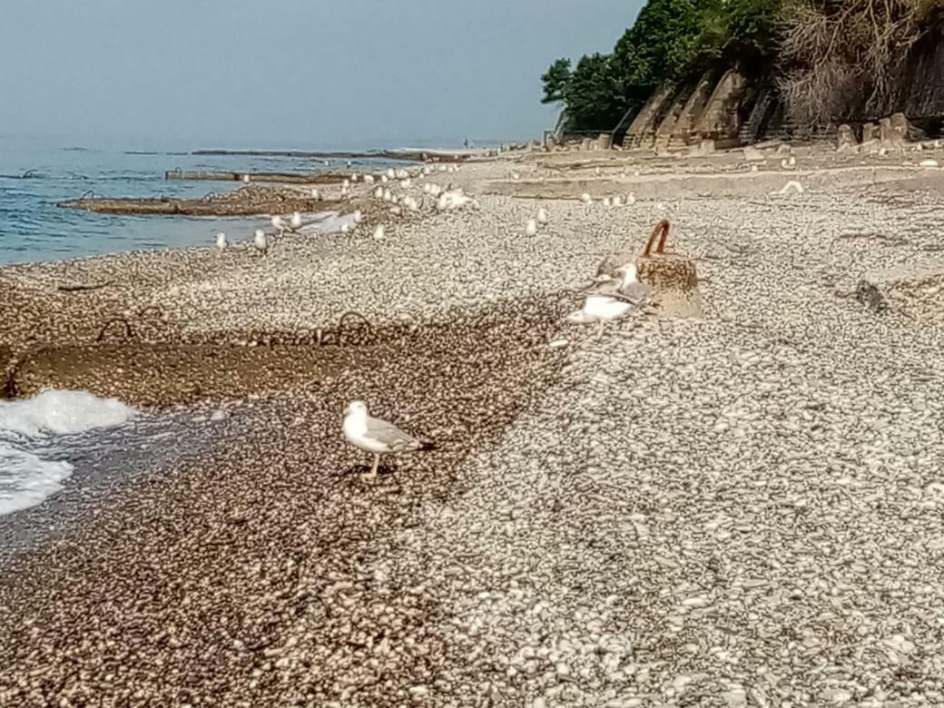 Гостевой Дом Мимоза Gagra Kültér fotó